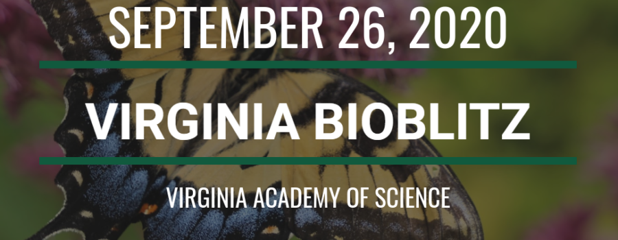 Virginia BioBlitz 2020