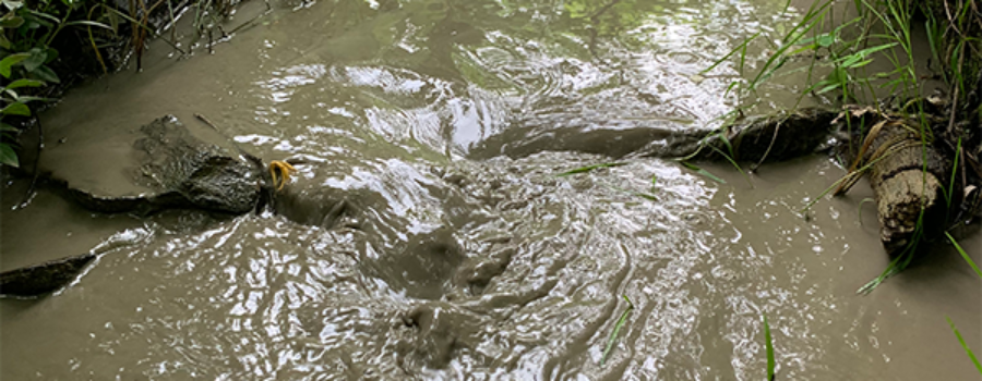 Raw Sewage and Drilling Mud Inundate Stream on Needy Road, Tributary to the Opequon