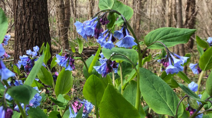 blue bells on the Opequon