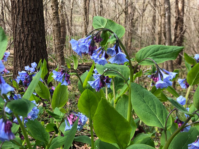 blue bells on the Opequon